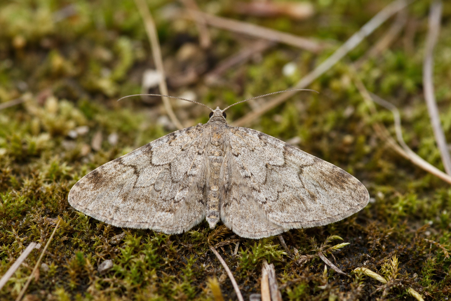Petit papillon nocturne de la famille des Tortricidae posé sur une feuille, ailes repliées en forme de cloche.