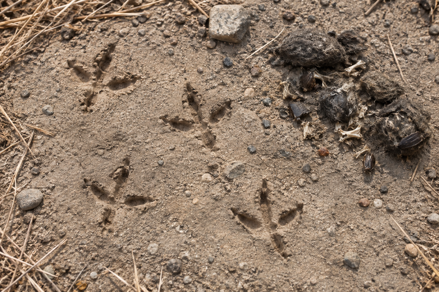 Traces et indices de Chevêche des terriers