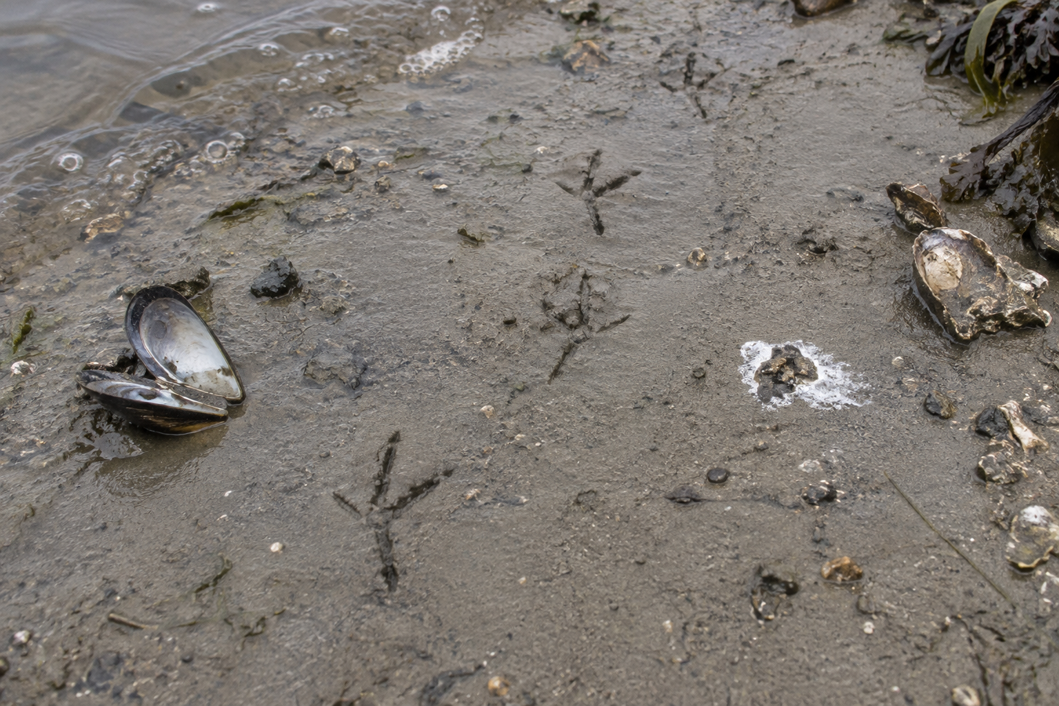 Traces et indices de Corneille de rivage