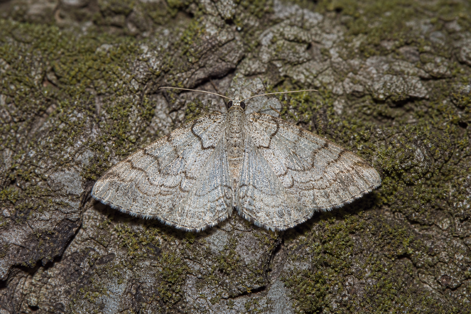 Eudonia strigalis, petit papillon de nuit gris et brun de la famille des Crambidae, ailes repliées au repos.