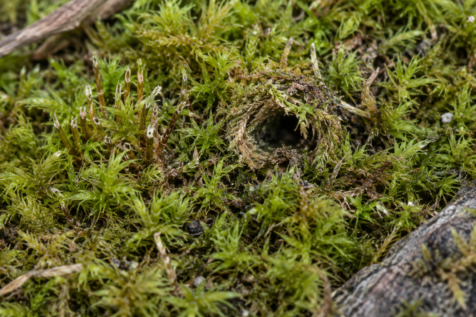 Traces et indices de Eudonia strigalis