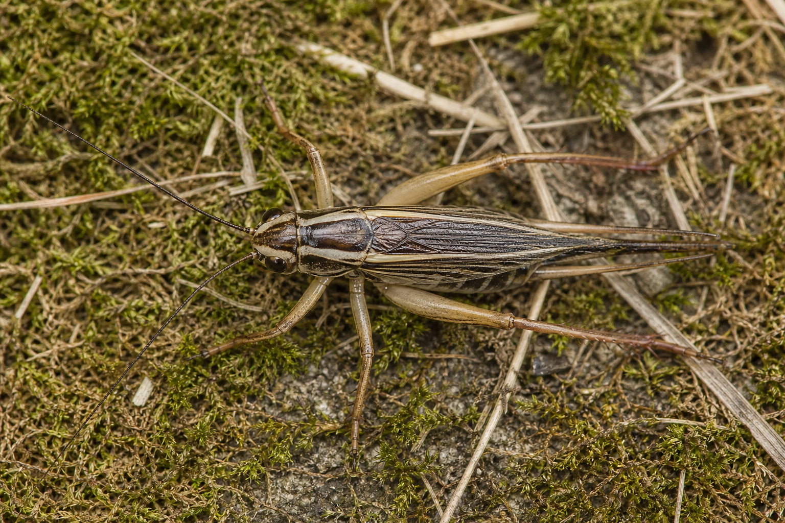 Cicadelle Cuerna striata, insecte hémiptère de la famille des Cicadellidés.