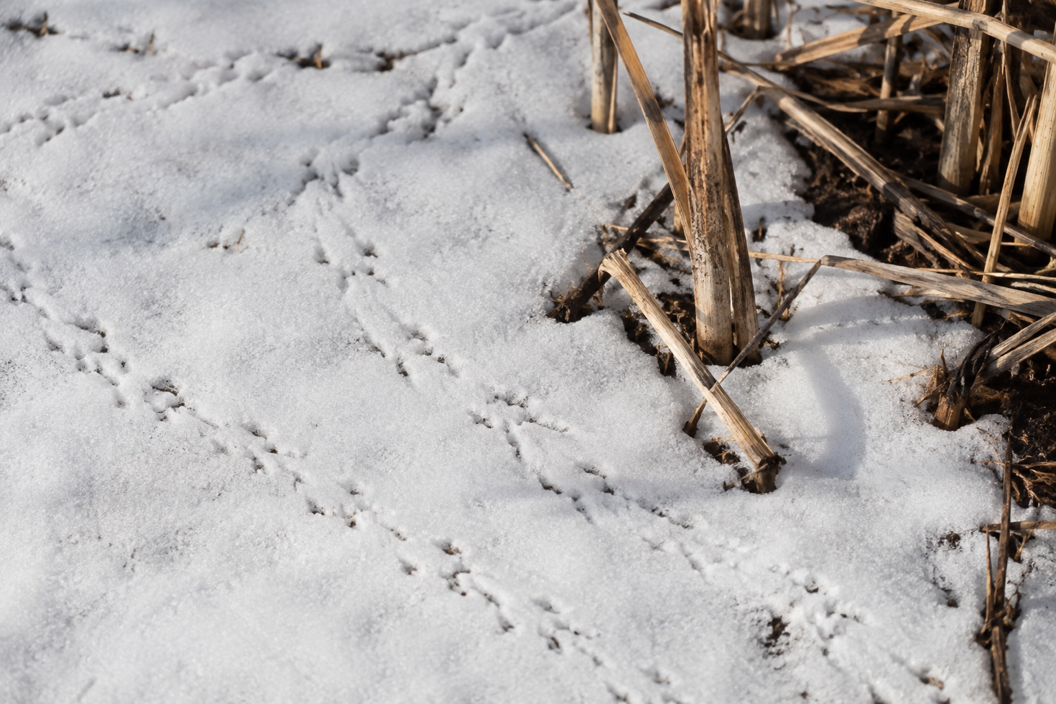 Traces et indices de Cuerna striata