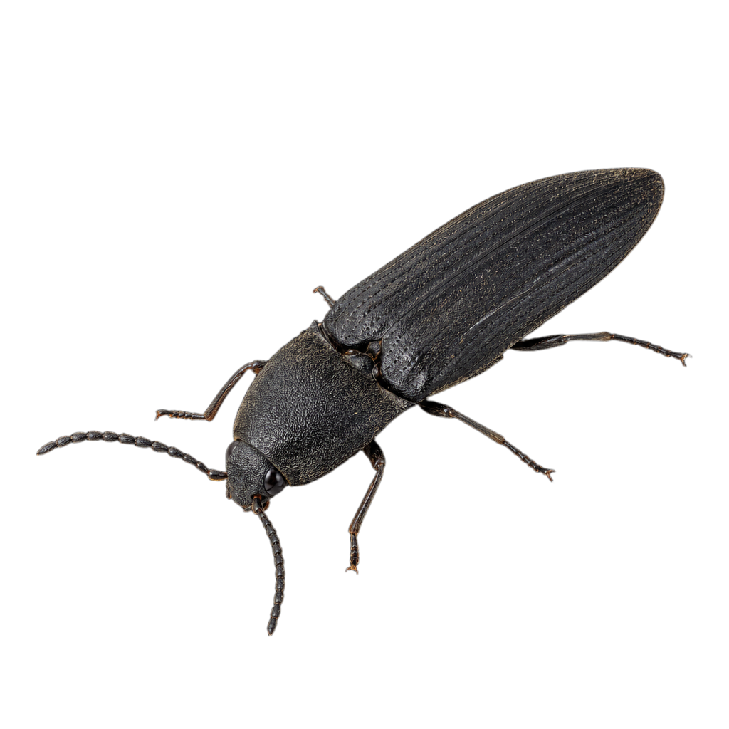 Coléoptère Elateroides lugubris au corps allongé et étroit, aux élytres souples de teinte brun roussâtre à noirâtre.