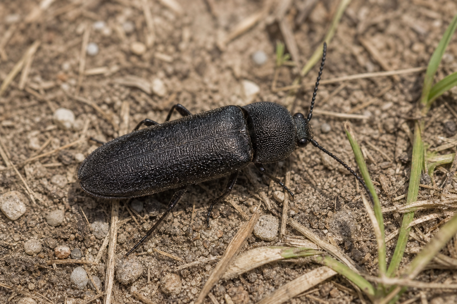 Coléoptère Elateroides lugubris au corps allongé et étroit, aux élytres souples de teinte brun roussâtre à noirâtre.