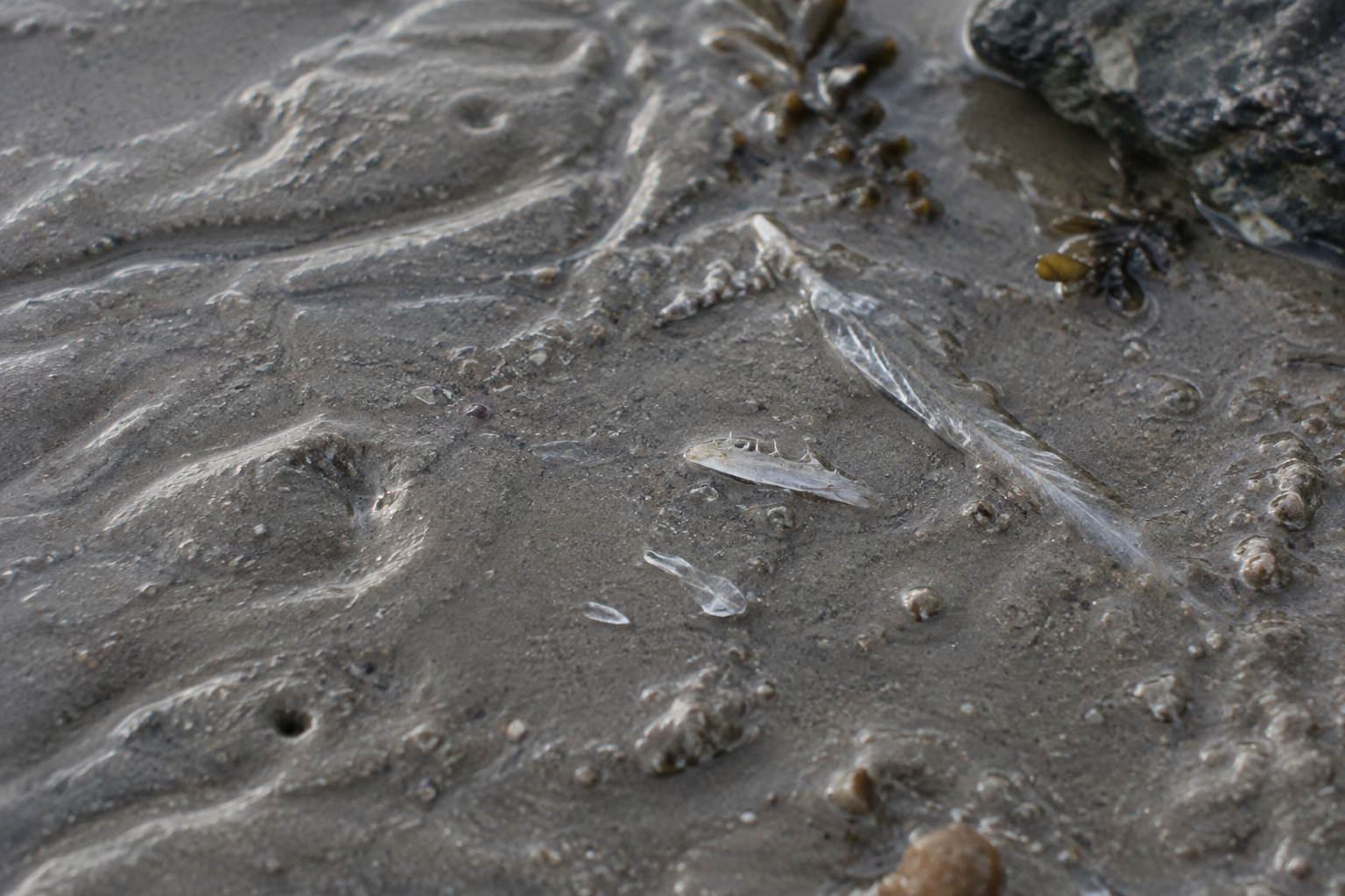 Traces et indices de Cyclothone matelot atlantique