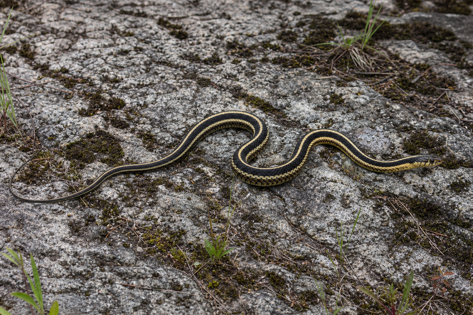 Couleuvre mince du Nord, serpent élancé au dos sombre marqué de trois rayures longitudinales claires.