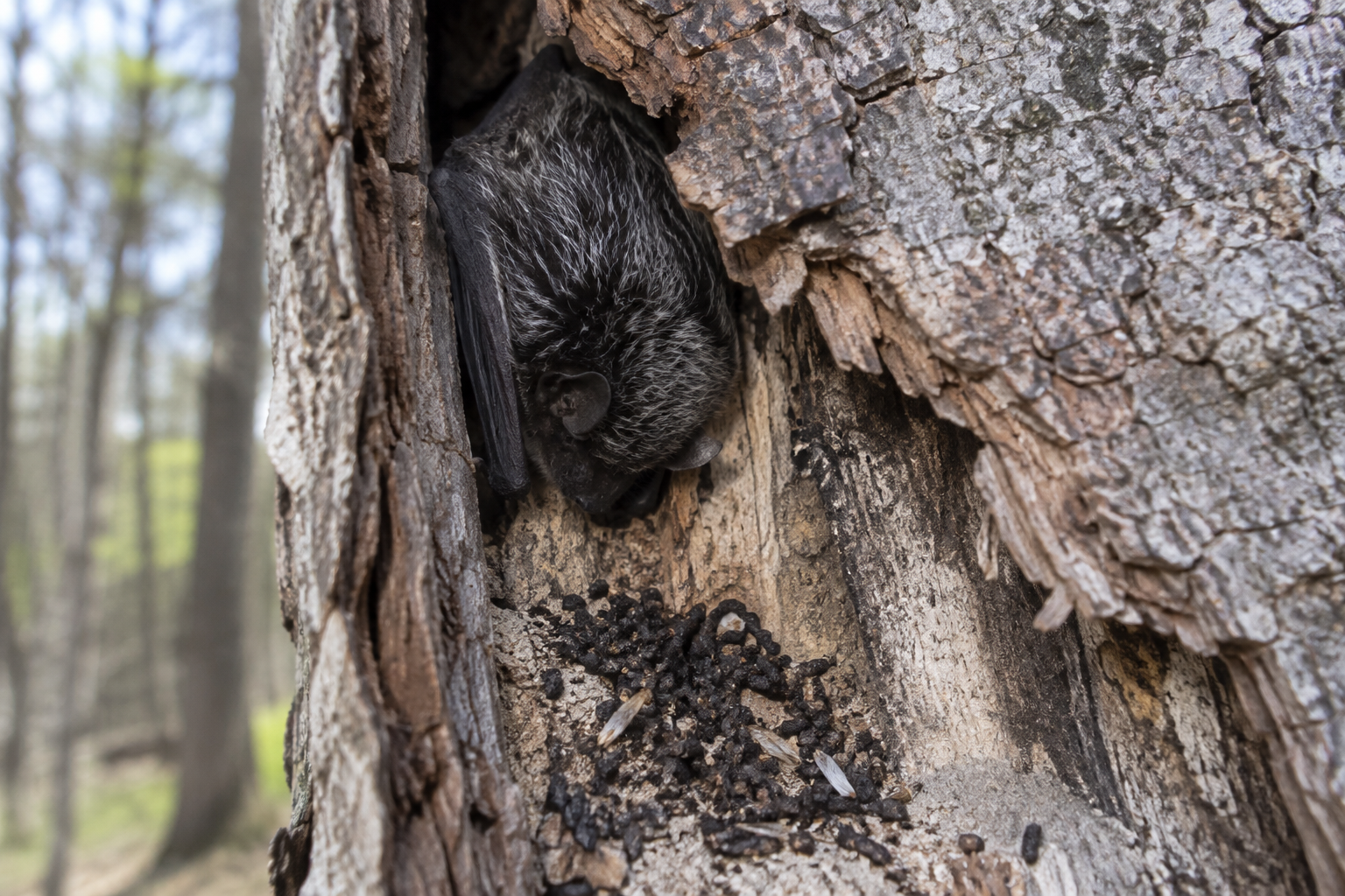 Traces et indices de Chauve-souris argentée