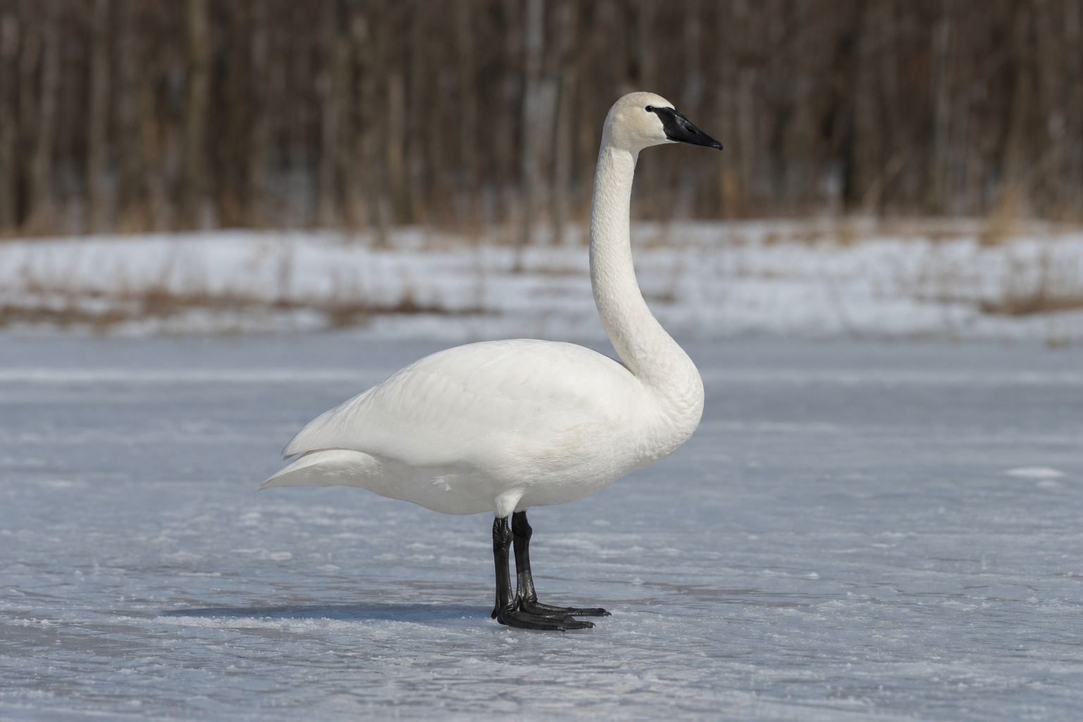 Cygne siffleur adulte au plumage entièrement blanc, au long cou droit et au bec noir marqué d'une petite tache jaune devant l'œil.