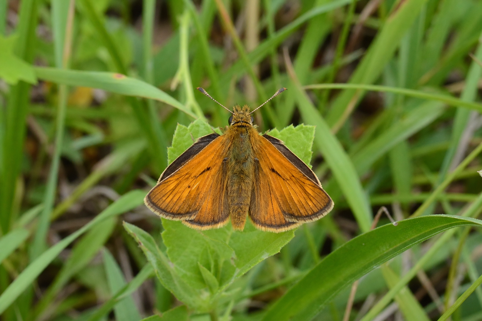 Petit papillon hespéride brun foncé orné de taches orangées disposées en damier, posé sur une tige de graminée.