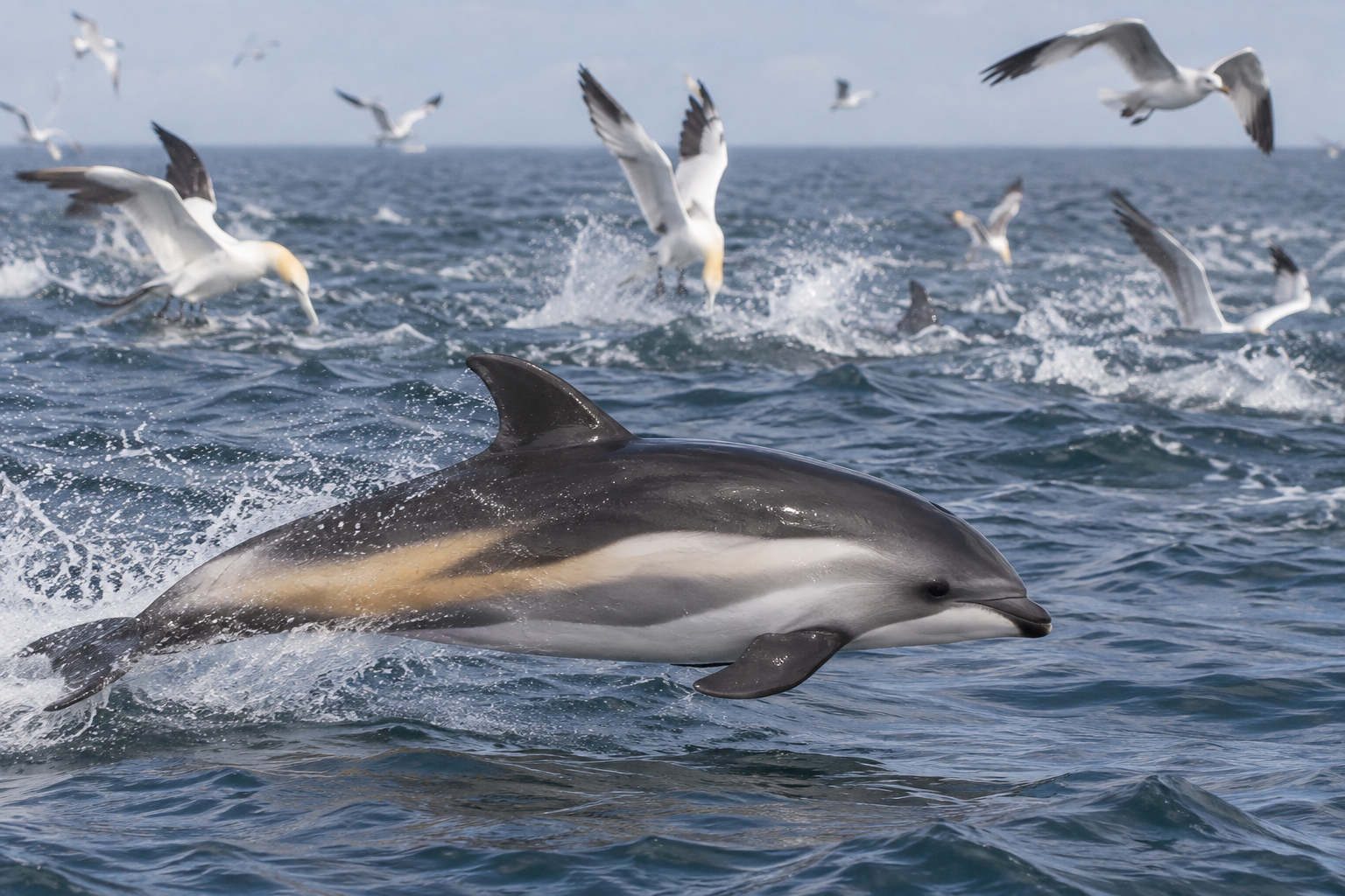 Traces et indices de Dauphin à flancs blancs de l'Atlantique