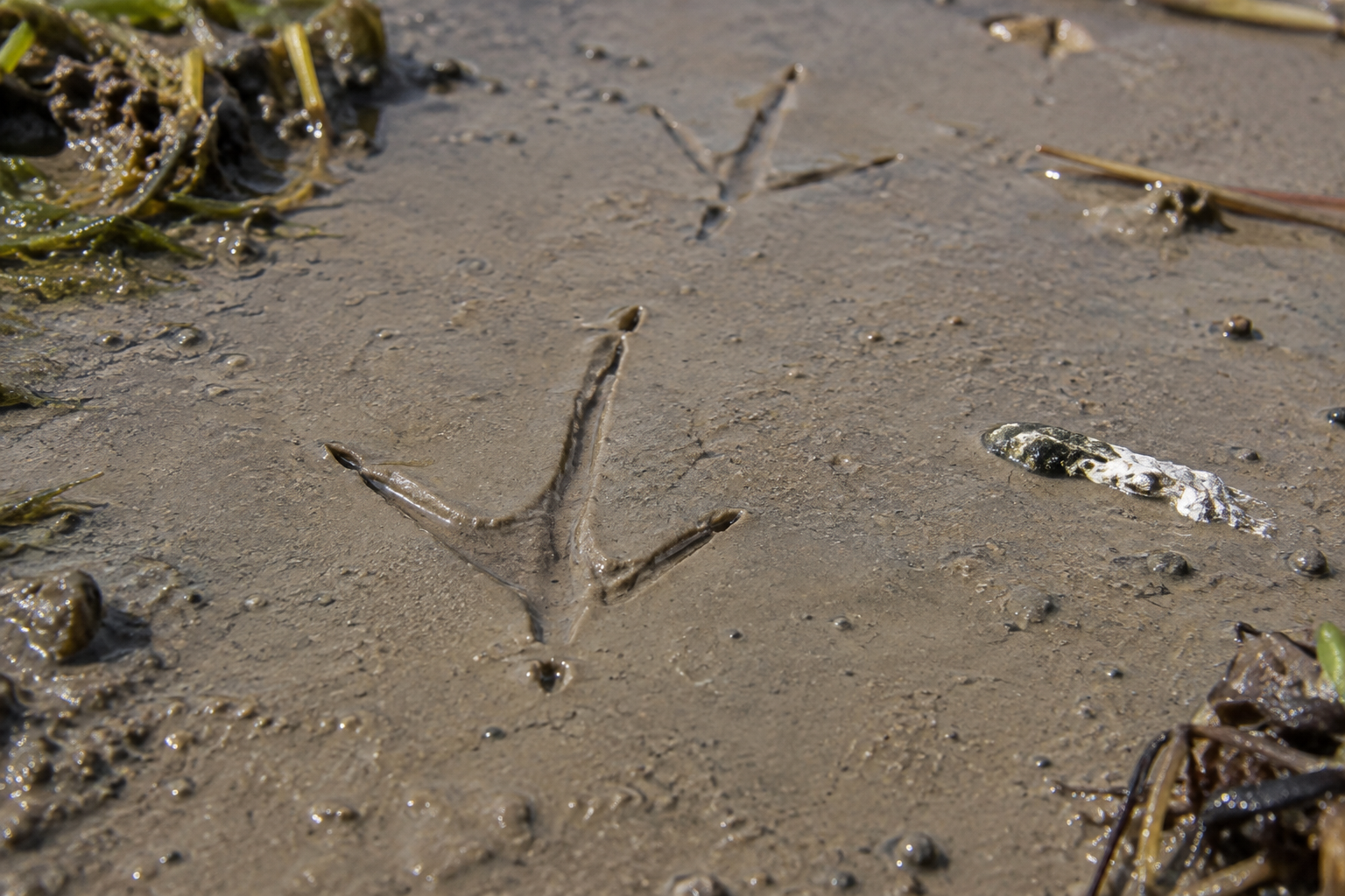 Traces et indices de Chevalier aboyeur