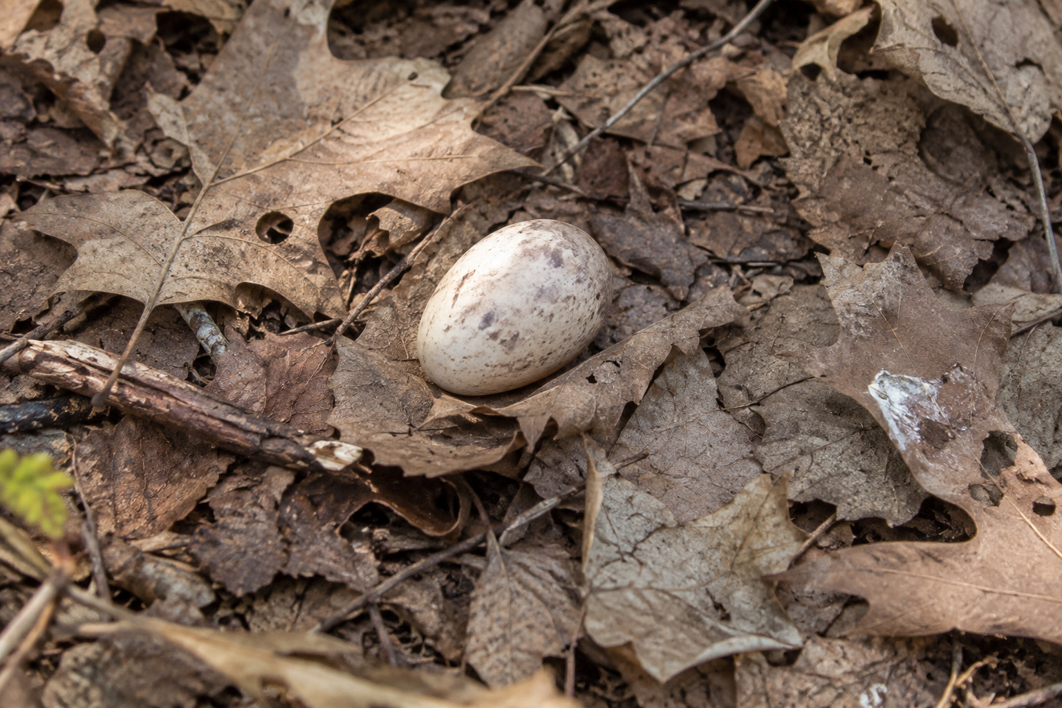 Traces et indices de Engoulevent bois-pourri