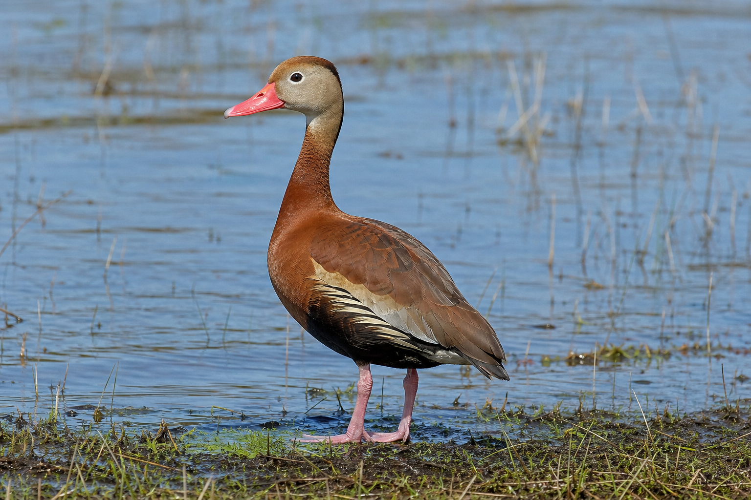 Dendrocygne fauve adulte au plumage roux fauve, au dos brun foncé et aux longues pattes gris bleuté.
