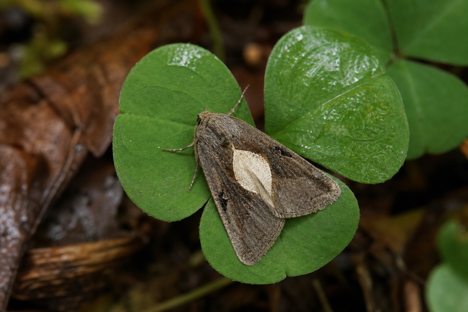 Petit papillon de nuit brun-gris de la famille des Noctuidés, ailes repliées en toit, marqué d'une tache pâle en forme de coin sur l'aile antérieure.