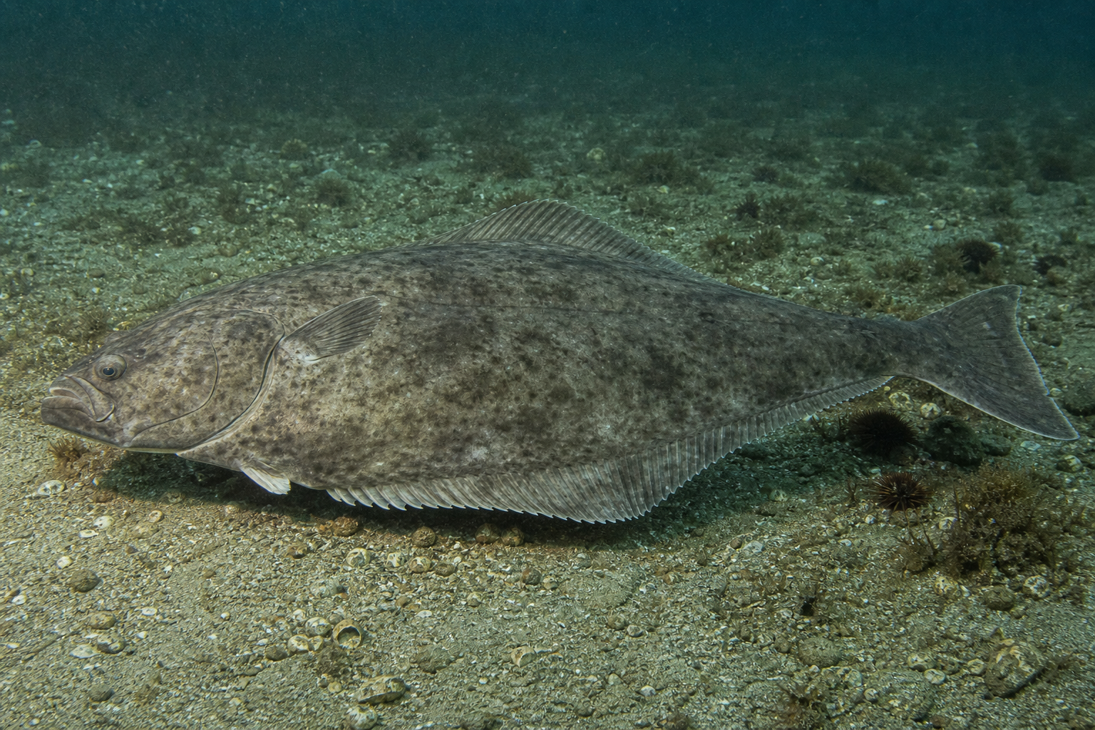 Flétan de l'Atlantique, grand poisson plat à face supérieure brun olive portant les deux yeux sur le côté droit.