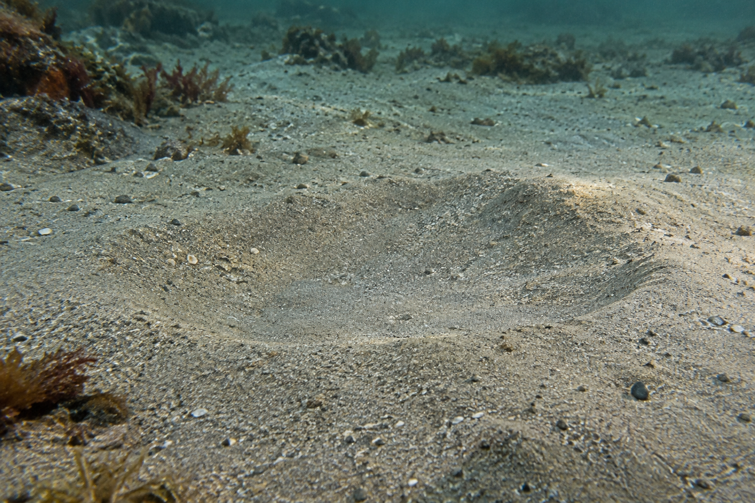 Traces et indices de Flétan de l'Atlantique