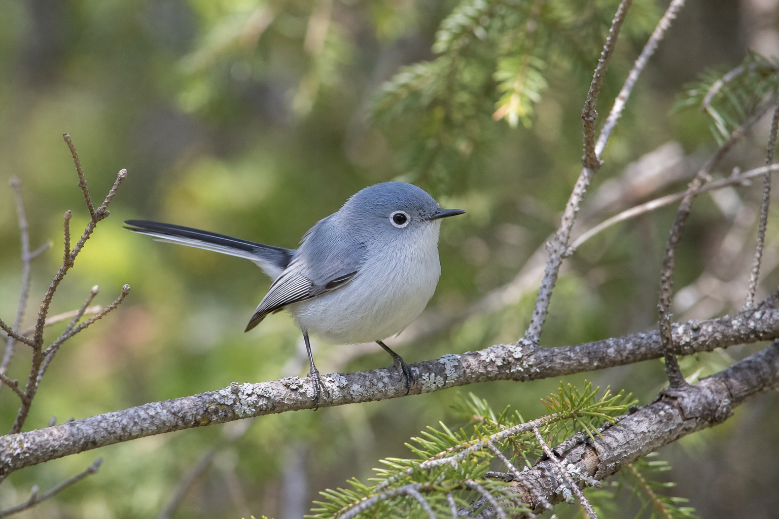Gobemoucheron gris-bleu adulte au plumage gris bleuté, dessous pâle et longue queue noire bordée de blanc, perché sur une fine branche feuillue.
