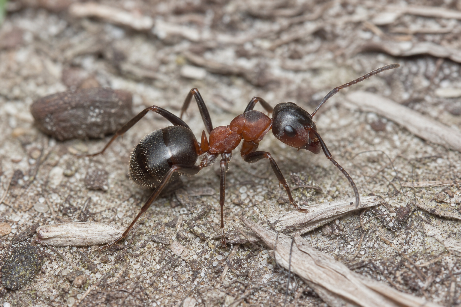 Version précédente