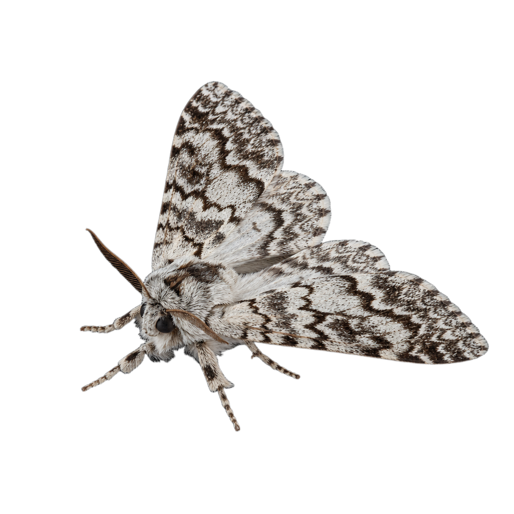 Papillon nocturne Euthyatira pudens aux ailes brun foncé marquées de larges taches rosées, posé sur une branche.