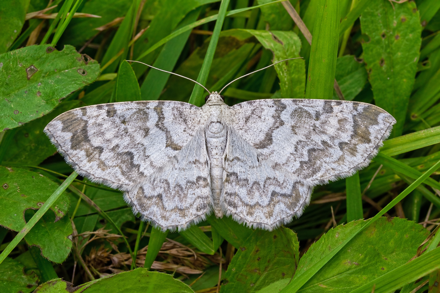 Papillon nocturne Euthyatira pudens aux ailes brun foncé marquées de larges taches rosées, posé sur une branche.