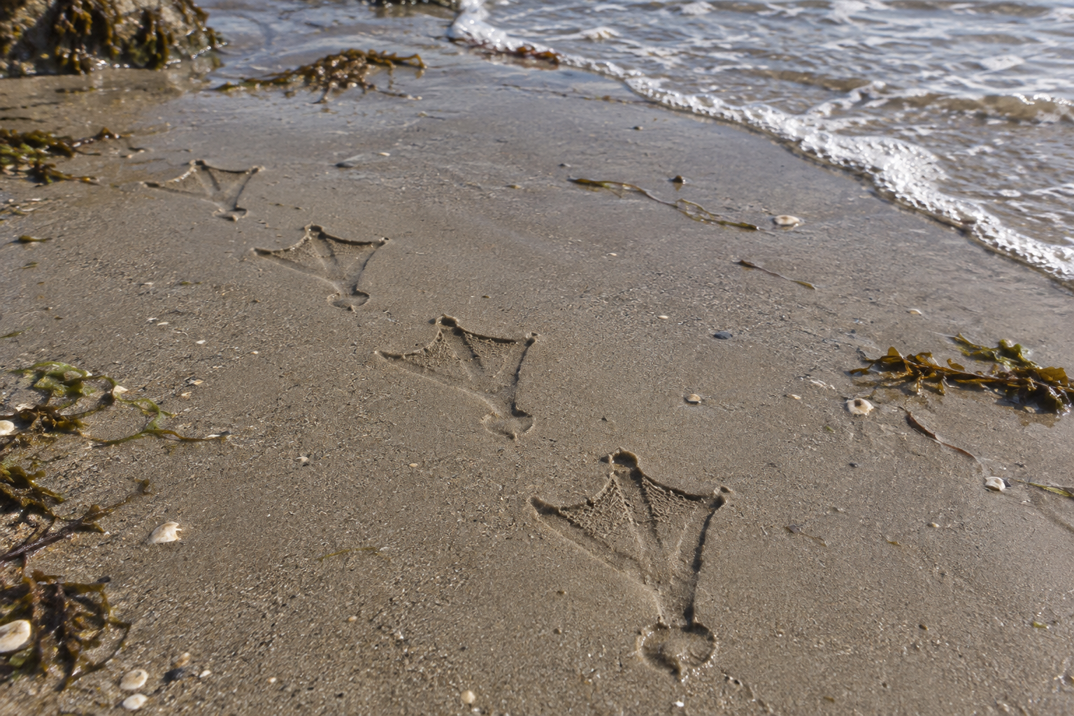 Traces et indices de Fou brun