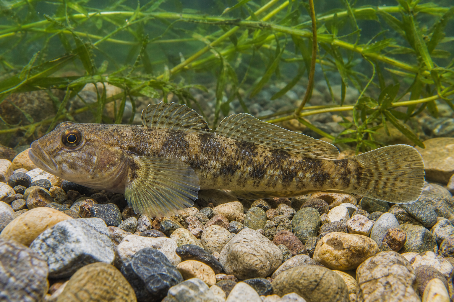 Gobie à taches noires, petit poisson benthique brun grisâtre moucheté à grosse tête, posé sur des galets en eau peu profonde.
