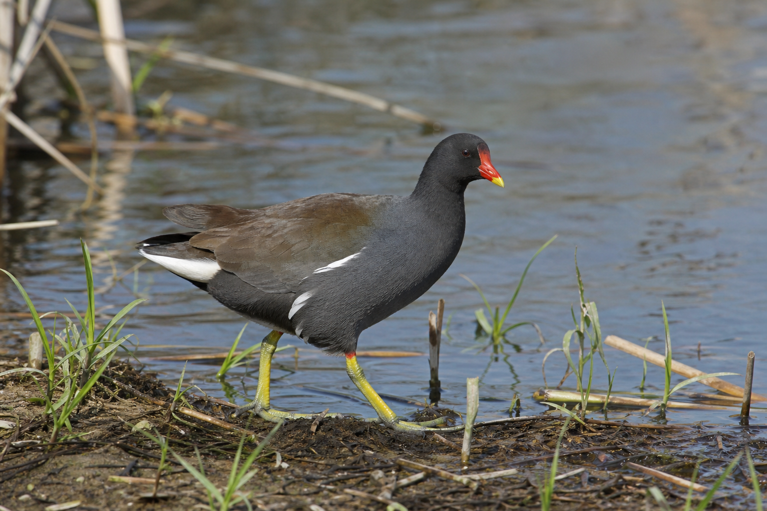 Gallinule d'Amérique adulte au plumage gris ardoise, bec rouge à pointe jaune et plaque frontale rouge.