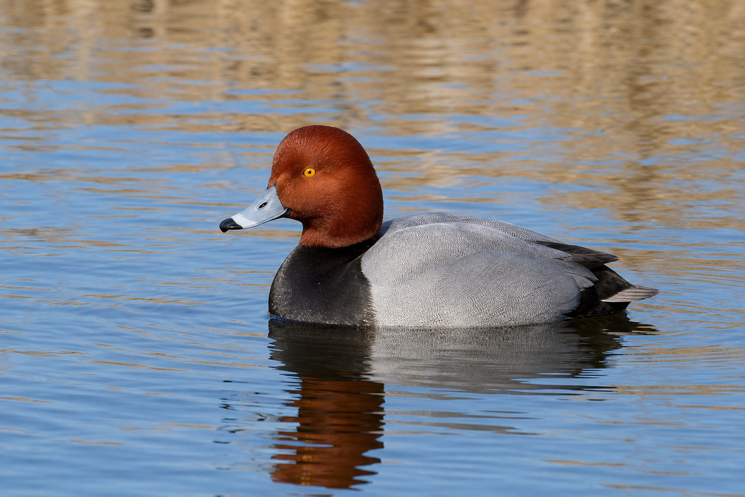 Fuligule à tête rouge mâle adulte, tête rousse cuivrée, poitrine noire et dos gris vermiculé, nageant sur une eau calme.