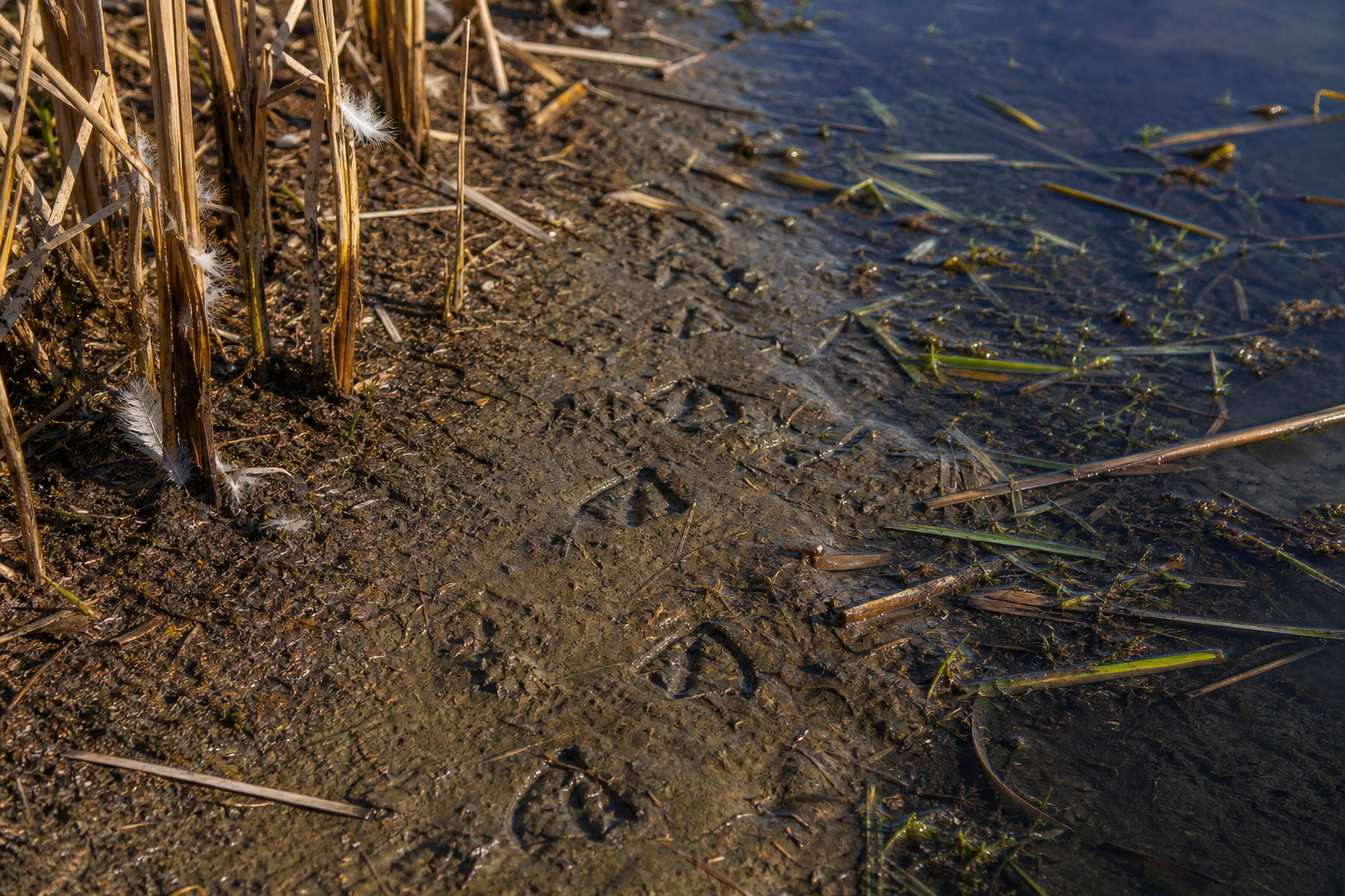 Traces et indices