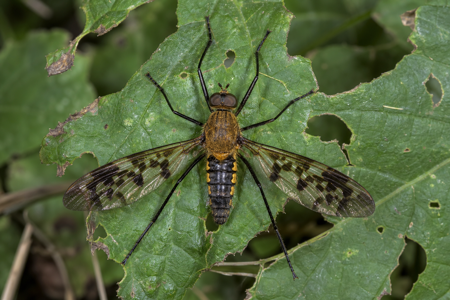 Mouche bombyle du genre Exoprosopa, au corps velu et aux ailes marquées de brun, posée sur une tige sèche