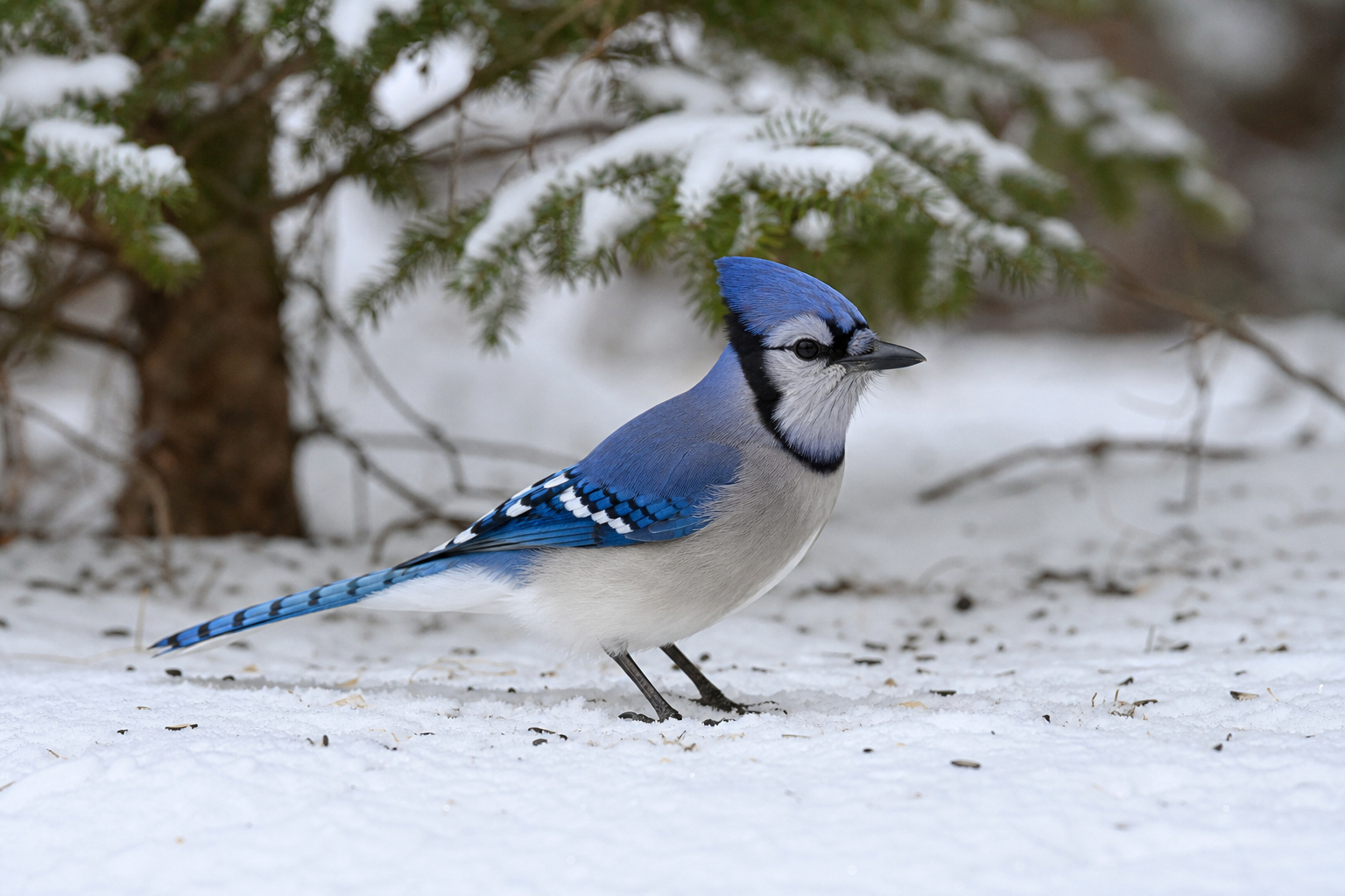 Geai bleu adulte à huppe dressée, plumage bleu barré de noir et taché de blanc, collier noir et parties inférieures gris blanchâtre.