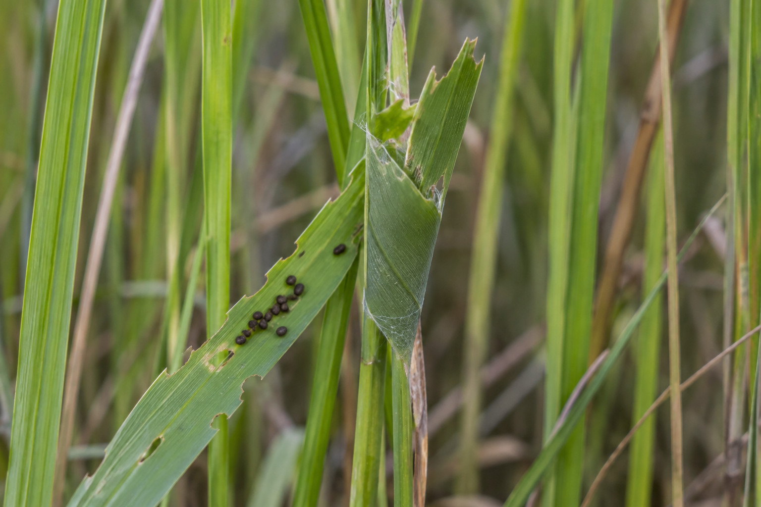 Traces et indices de Euphyes dion