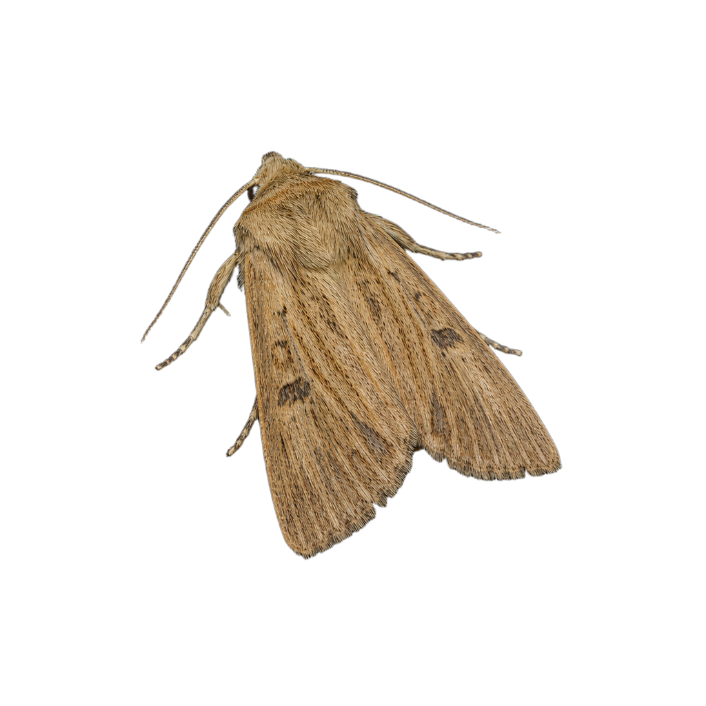 Papillon de nuit de la famille des Noctuidae aux ailes allongées de teinte paille striée, posé sur une tige de plante de marais.