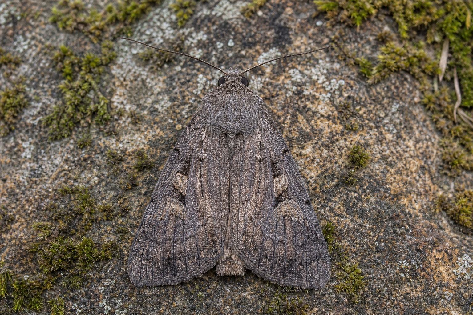 Version précédente