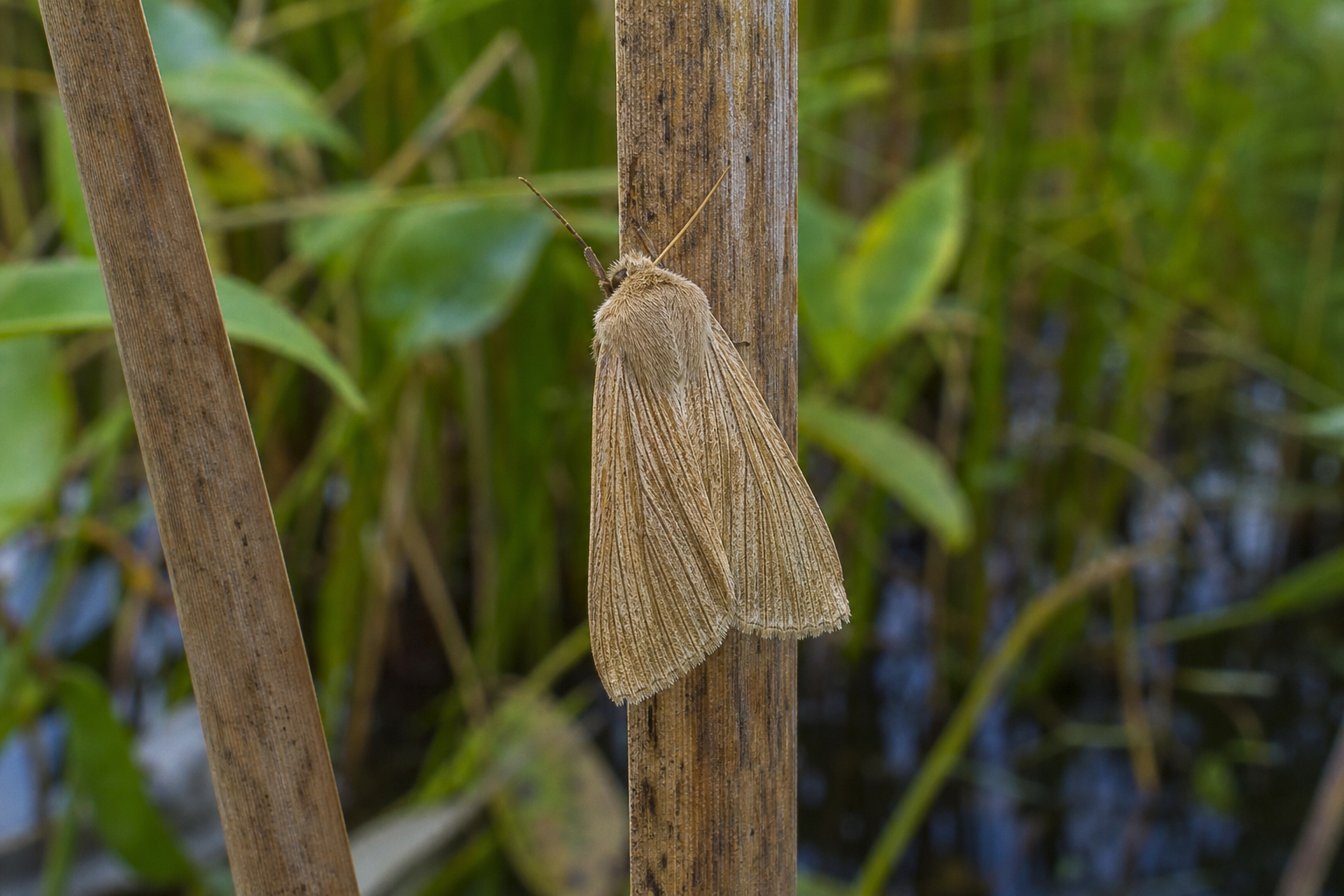 Papillon de nuit de la famille des Noctuidae aux ailes allongées de teinte paille striée, posé sur une tige de plante de marais.