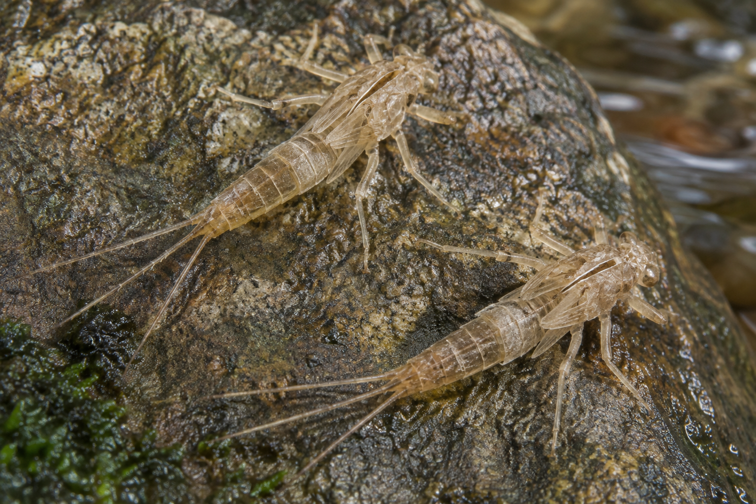 Traces et indices de Eurylophella prudentalis