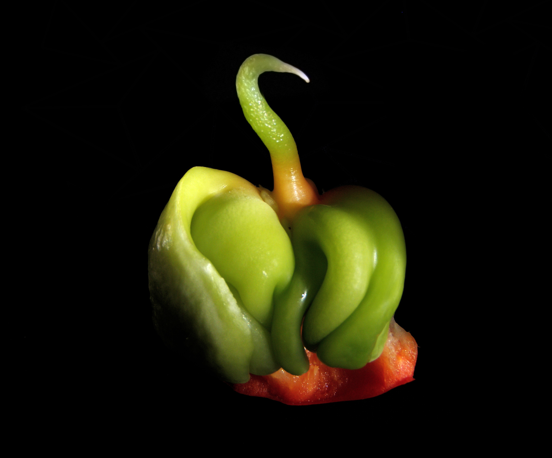 Baby Bell pepper ''Capsicum annuum''